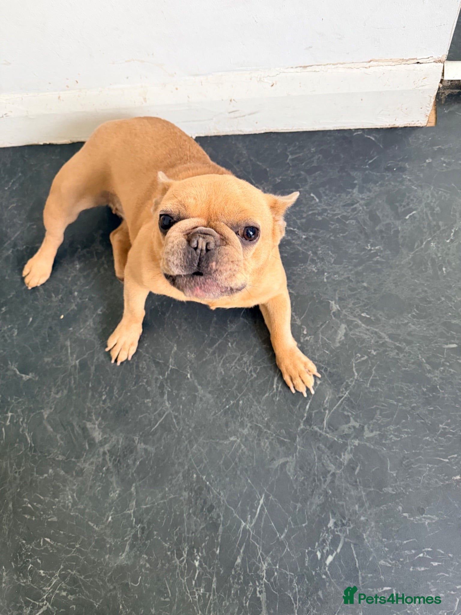 French Bulldog dogs Beautiful Lilac Fawn Female French Bulldog 5 years - Advert 9