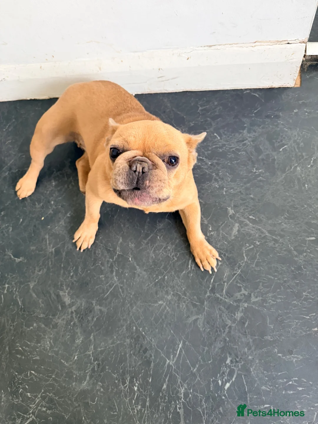 French Bulldog dogs for sale: Beautiful Lilac Fawn Female French Bulldog 5 years in South Croydon - Advert 1