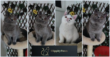 British Shorthair cats - Advert 5