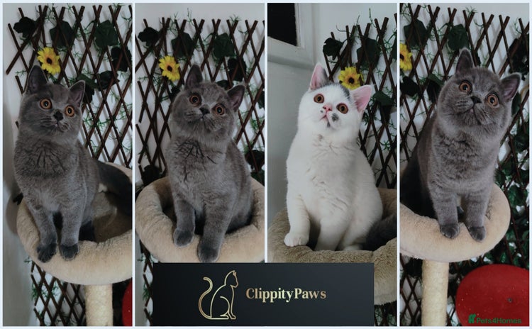 British Shorthair cats - Advert 2