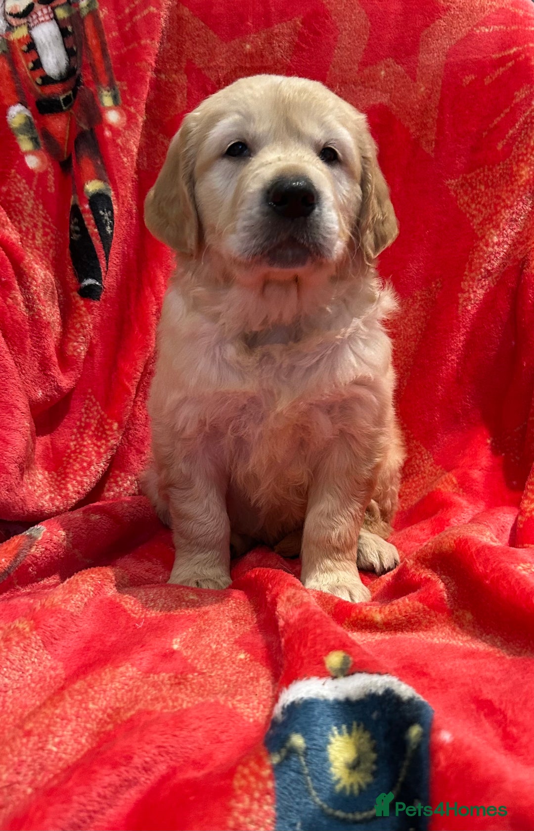 Golden Retriever dogs for sale: Stunning litter of Chunky Golden Retriever Puppies - Advert 10