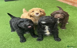 Cockapoo dogs for sale: Beautiful cockapoo puppies  - Image 1