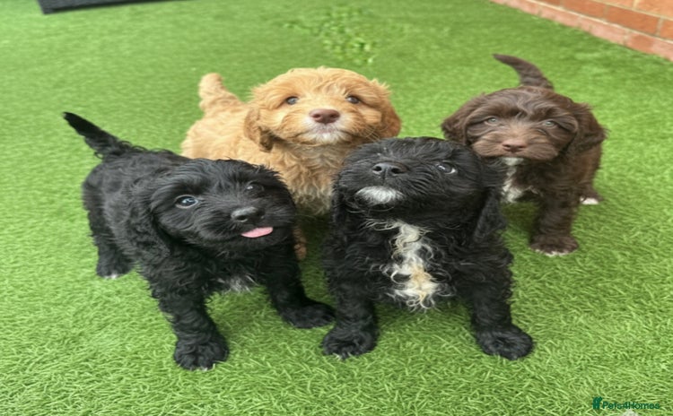 Cockapoo dogs - Advert 5