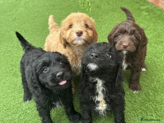 Cockapoo dogs - Advert 10