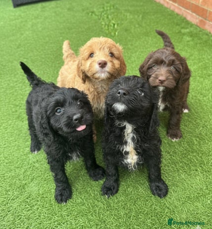 Cockapoo dogs - Advert 2