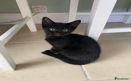 Mixed Breed cats for sale: Four mixed kittens for sale near colchester - Image 8