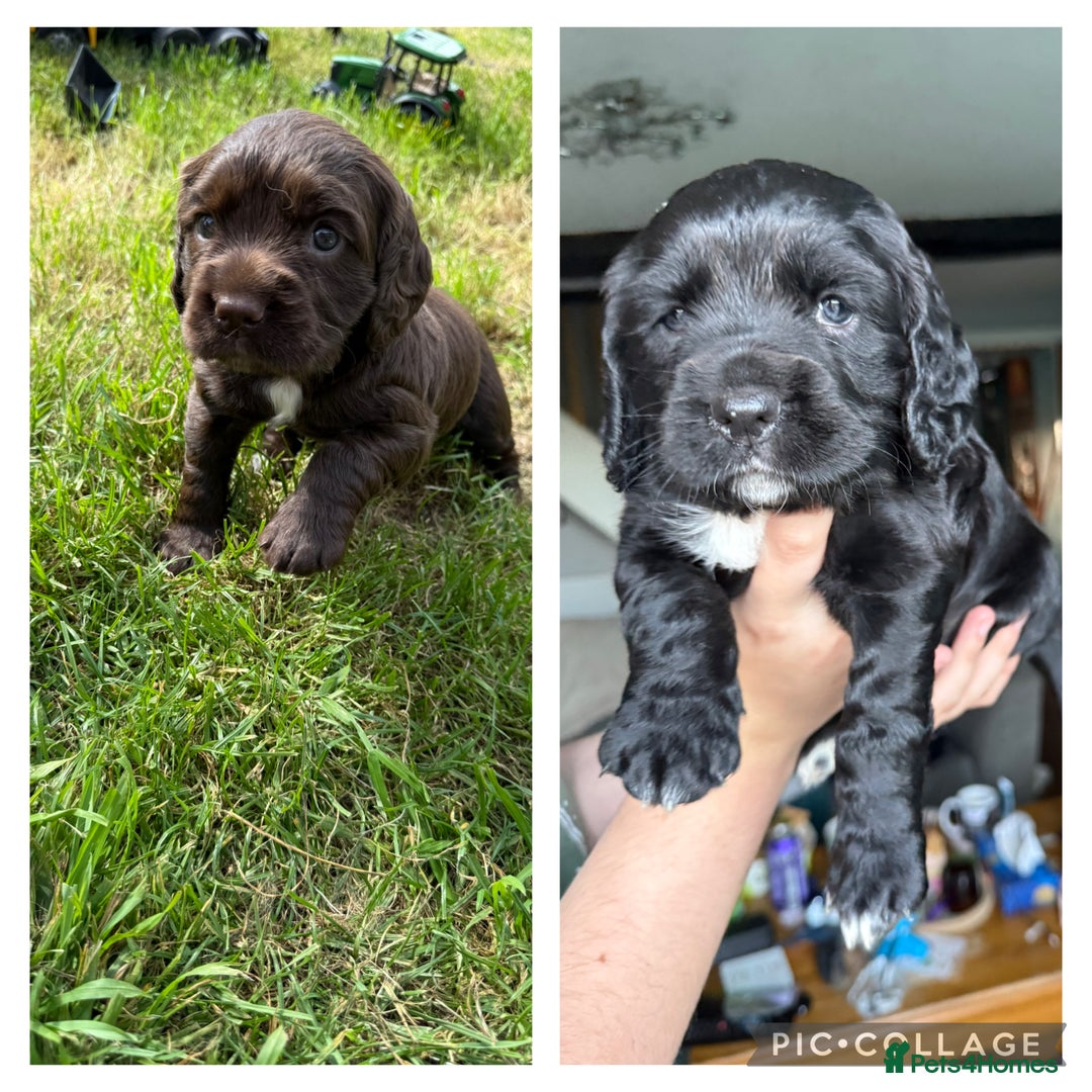 Cocker Spaniel dogs for sale: KC health tested cocker spaniel puppies  - Image 1