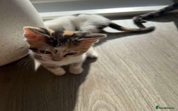 Mixed Breed cats for sale: Cute mixed Bengal kittens  - Image 5