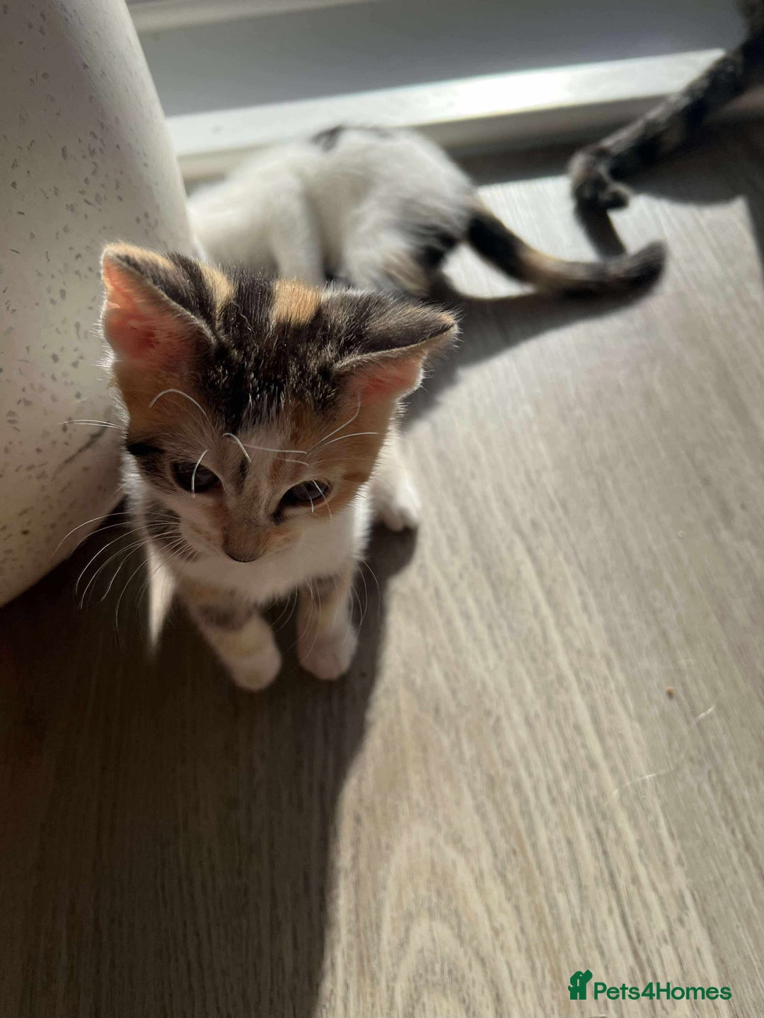 Mixed Breed cats for sale: Cute mixed Bengal kittens  - Image 5