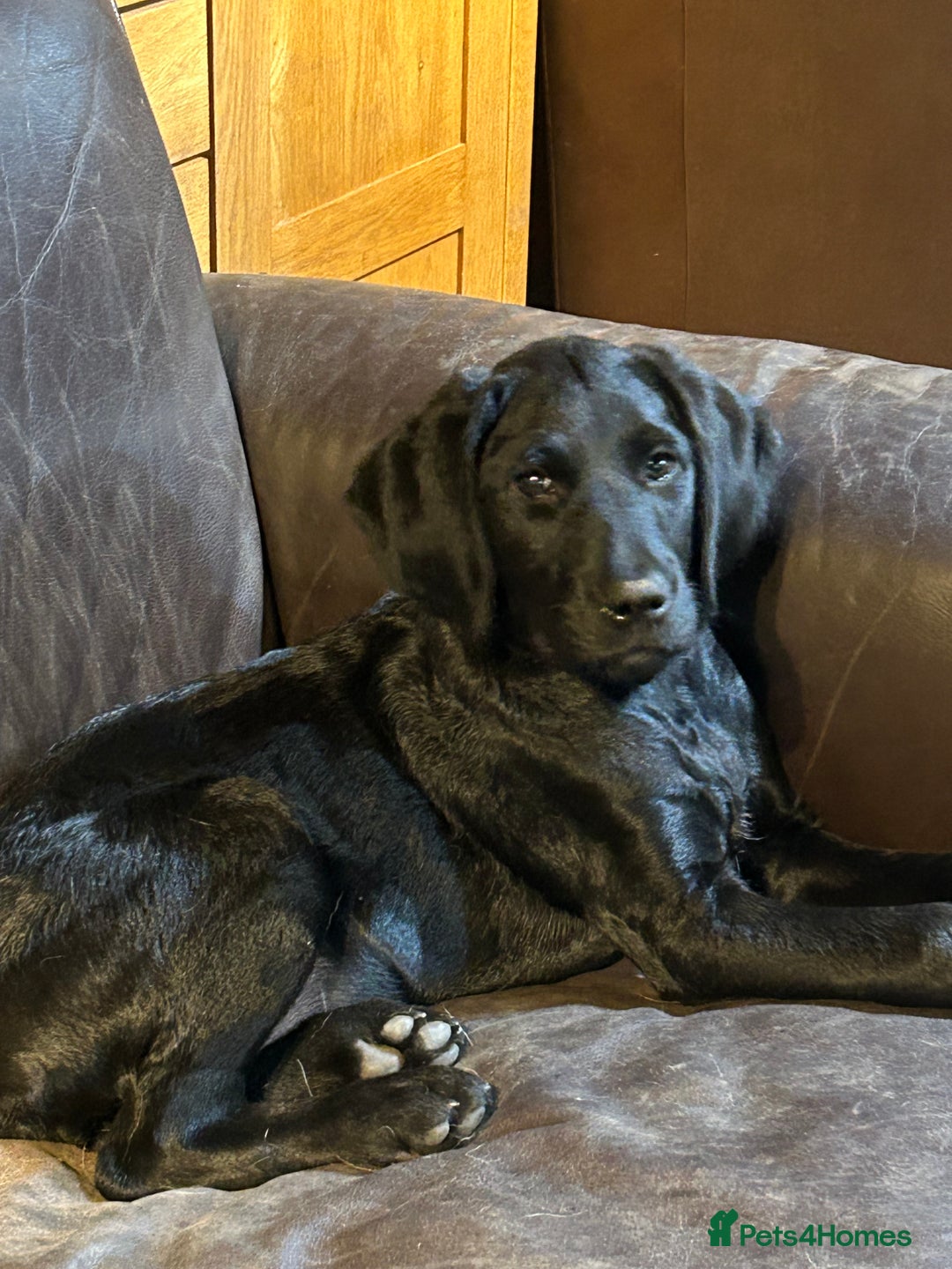 Labradoodle dogs for sale: Ready to go - Fantastic F1 Labradoodles (black) - Image 37