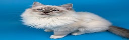 Ragdoll cats for sale: 💙 STUNNING GCCF GRCH SIRED RAGDOLL KITTENS 💙 - Advert 15