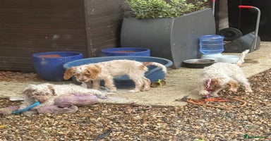 Cockapoo dogs - Advert 15