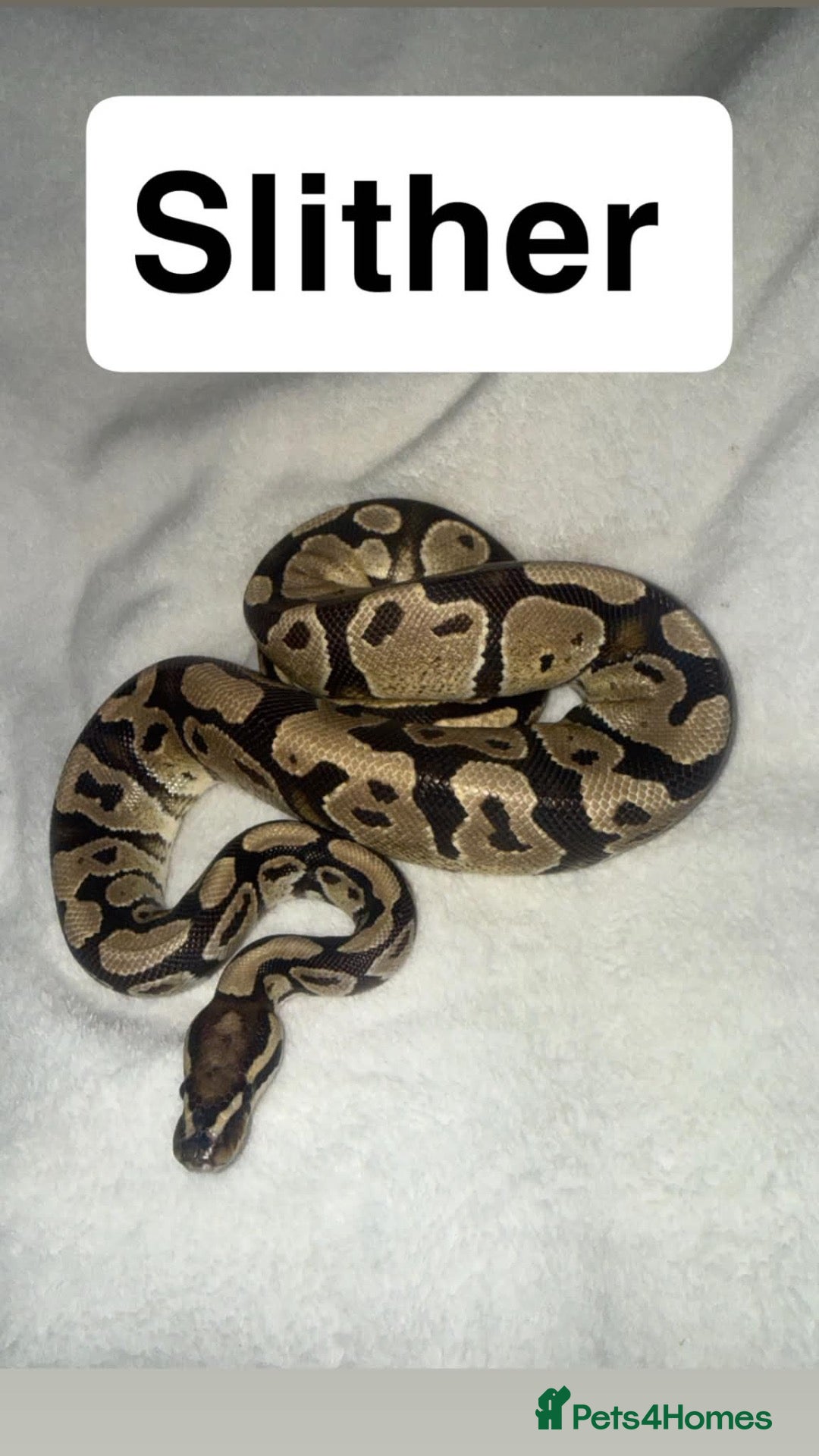 Python Snake reptiles Ball pythons & Sunglow Boa🖤  - Advert 2