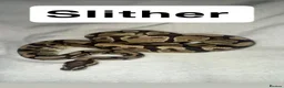 Python Snake reptiles for sale: Ball pythons & Sunglow Boa🖤  - Advert 1