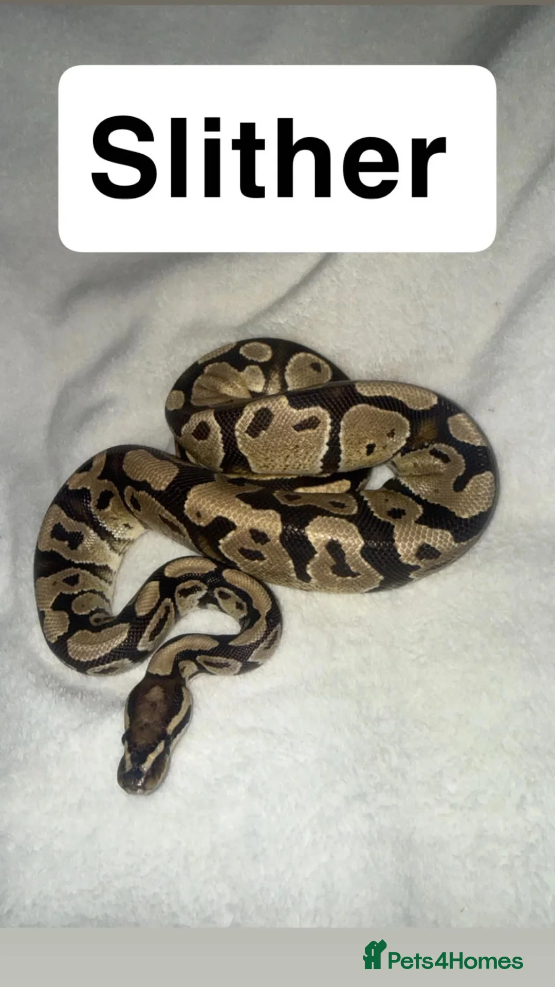 Python Snake reptiles for sale: Ball pythons & Sunglow Boa🖤  - Advert 1