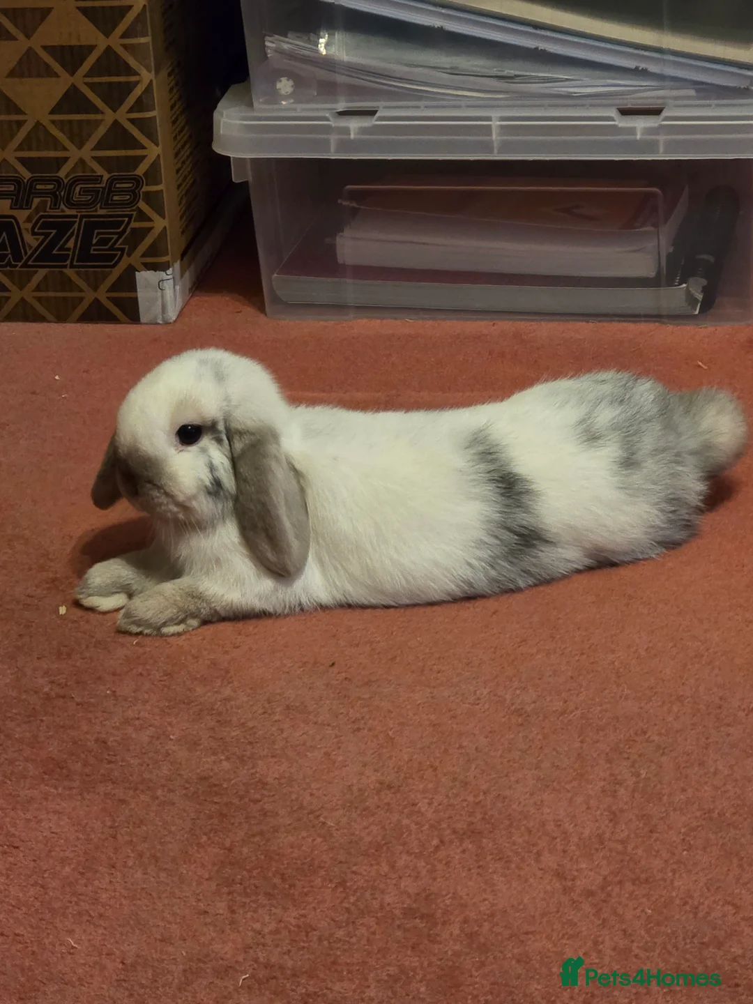 Mini Lop rabbits for sale: Beautiful mini lop girl for sale - five months old - Advert 4
