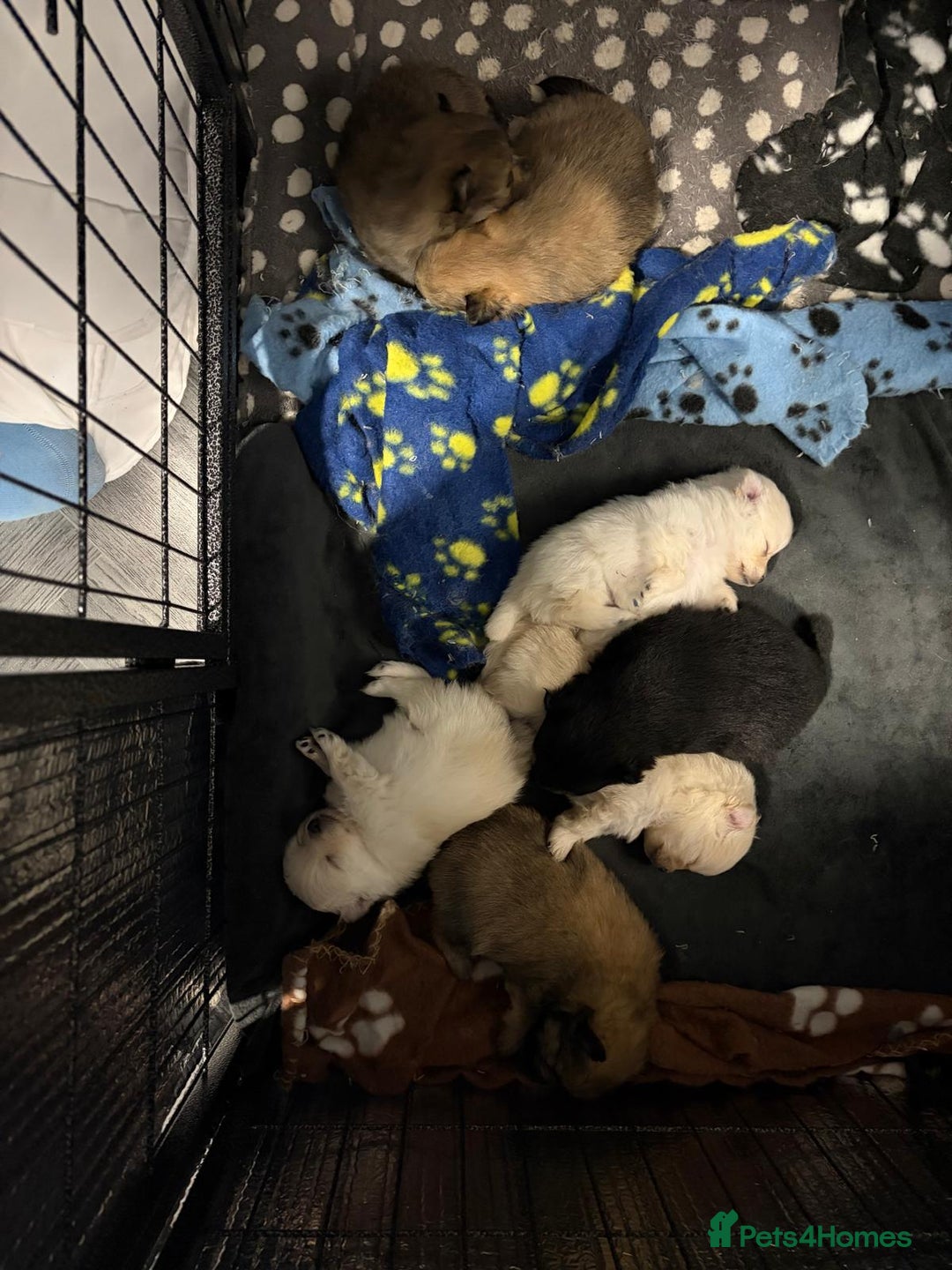 Pomeranian dogs for sale: Pomeranian Puppies 💗 - Advert 11