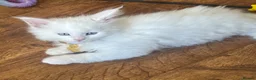 Maine Coon cats for sale: Gorgeous, XXL Russian Maine Coon kittens - Advert 7