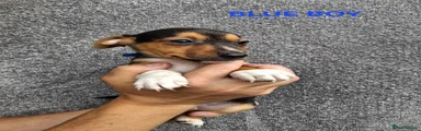 Jack Russell 1