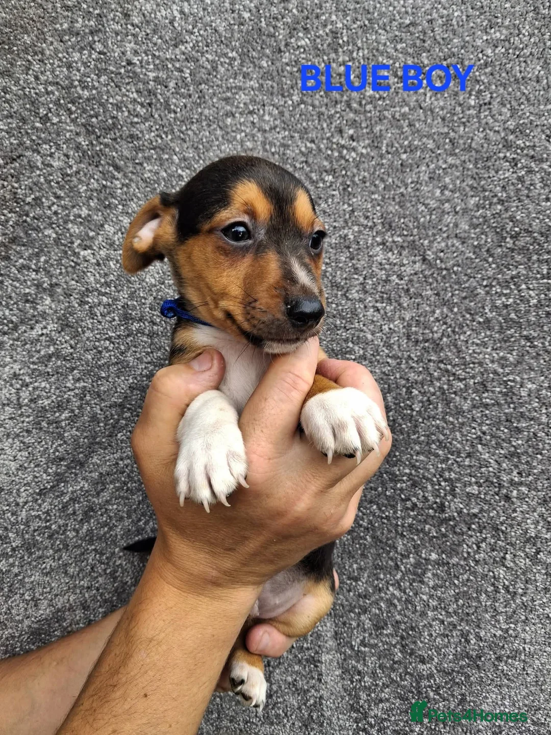 Jack Russell dogs for sale: Jack russells  - Advert 1
