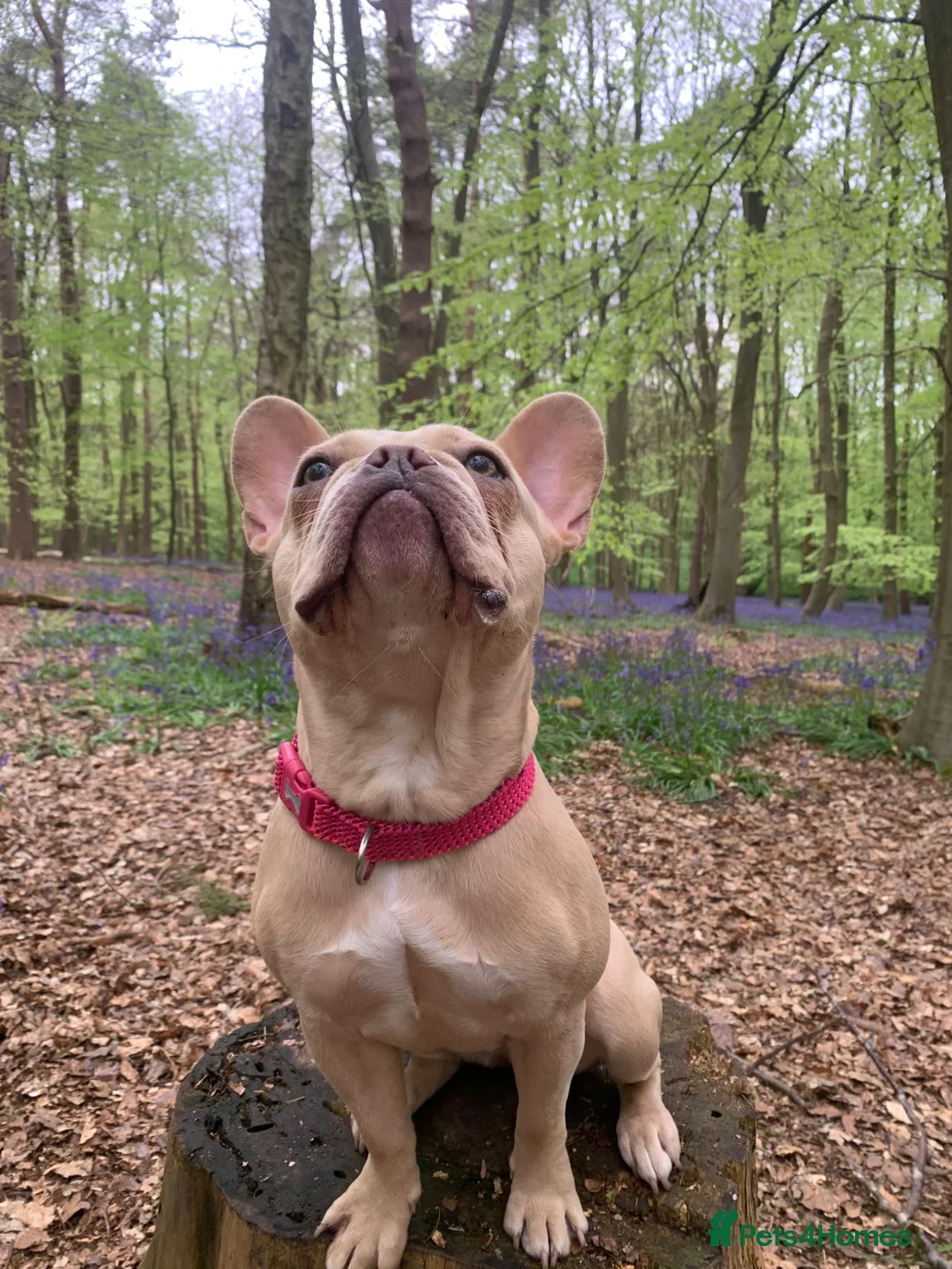 French Bulldog dogs for sale: Noodles needs a forever home  in Royston - Advert 1