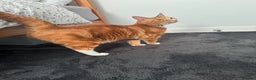 Mixed Breed cats for sale: Marla ginger cat  - Advert 40