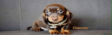 Dachshund Puppy 2