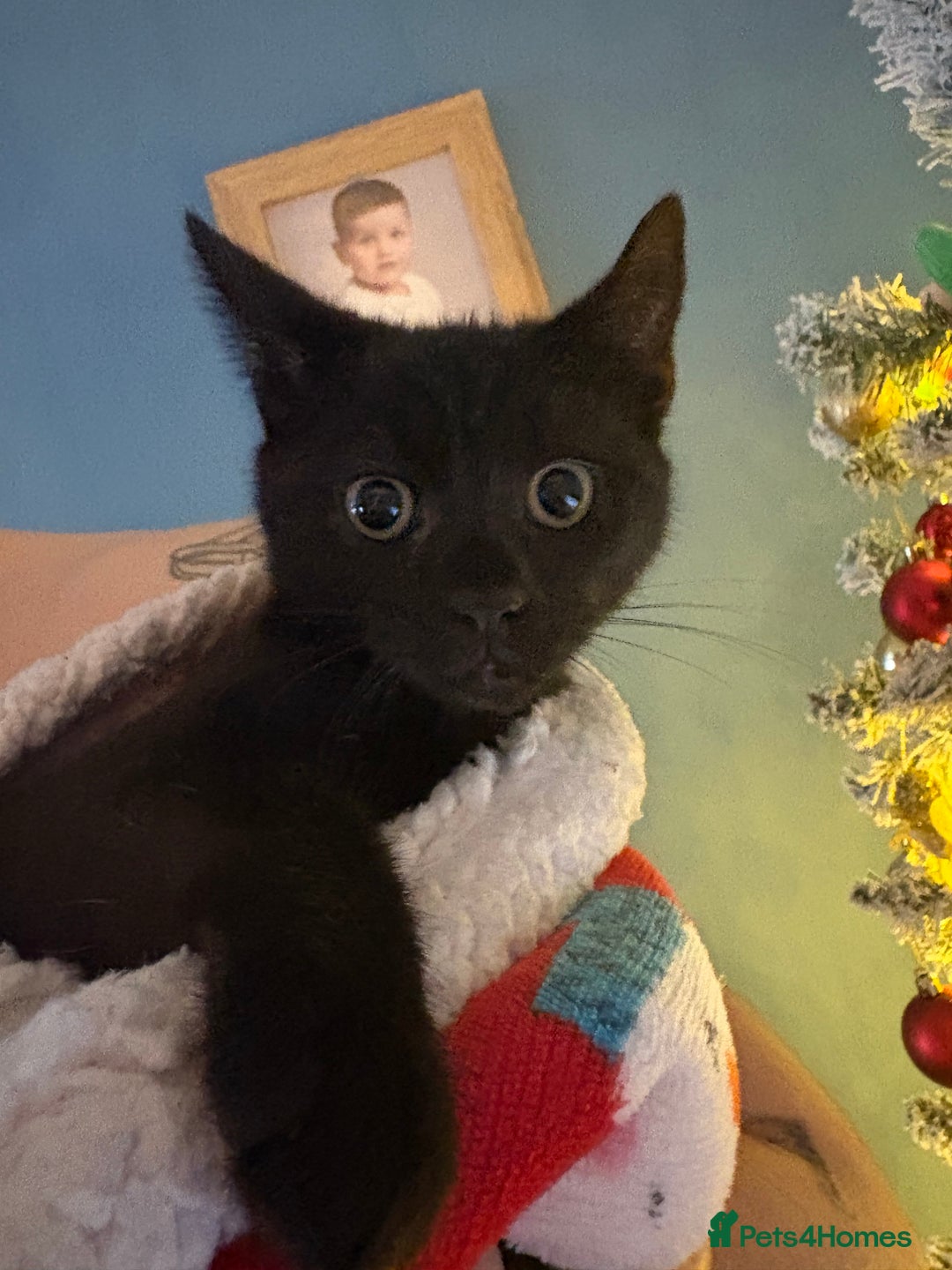 British Shorthair cats for sale: Male kitten  - Advert 1