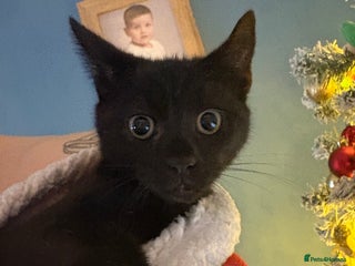 British Shorthair cats Male kitten - Advert 1