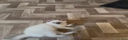 Ragdoll cats for sale: 🌟LAST GIRL RAGDOLL KITTEN🌟 - Advert 4