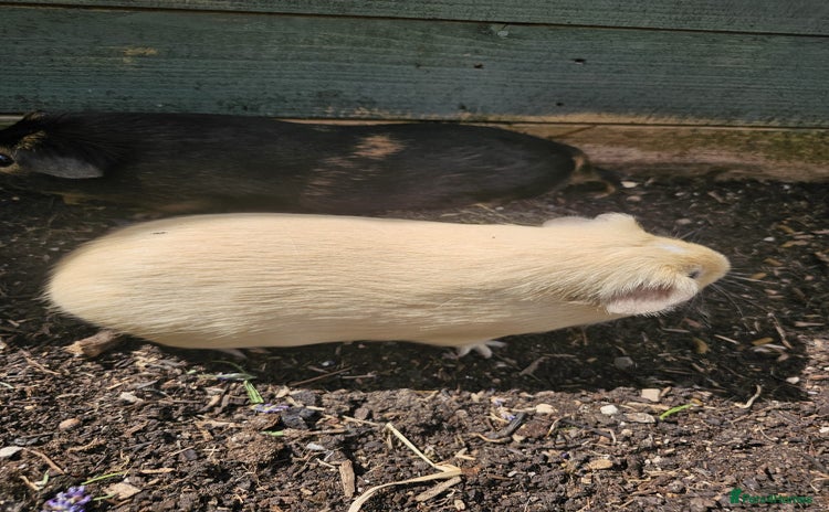 Guinea Pig rodents - Advert 2