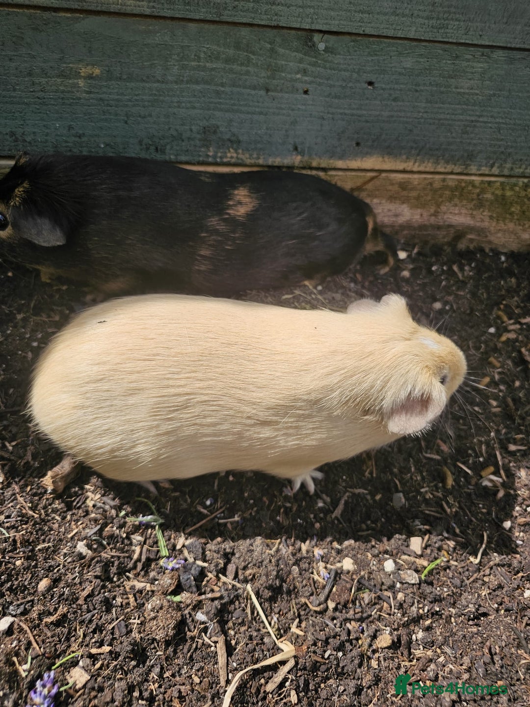 Guinea Pig rodents for sale: Two beautiful guinea pig brothers available - Image 1
