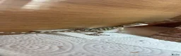 Bearded Dragon reptiles for sale: Baby bearded dragons  - Advert 7