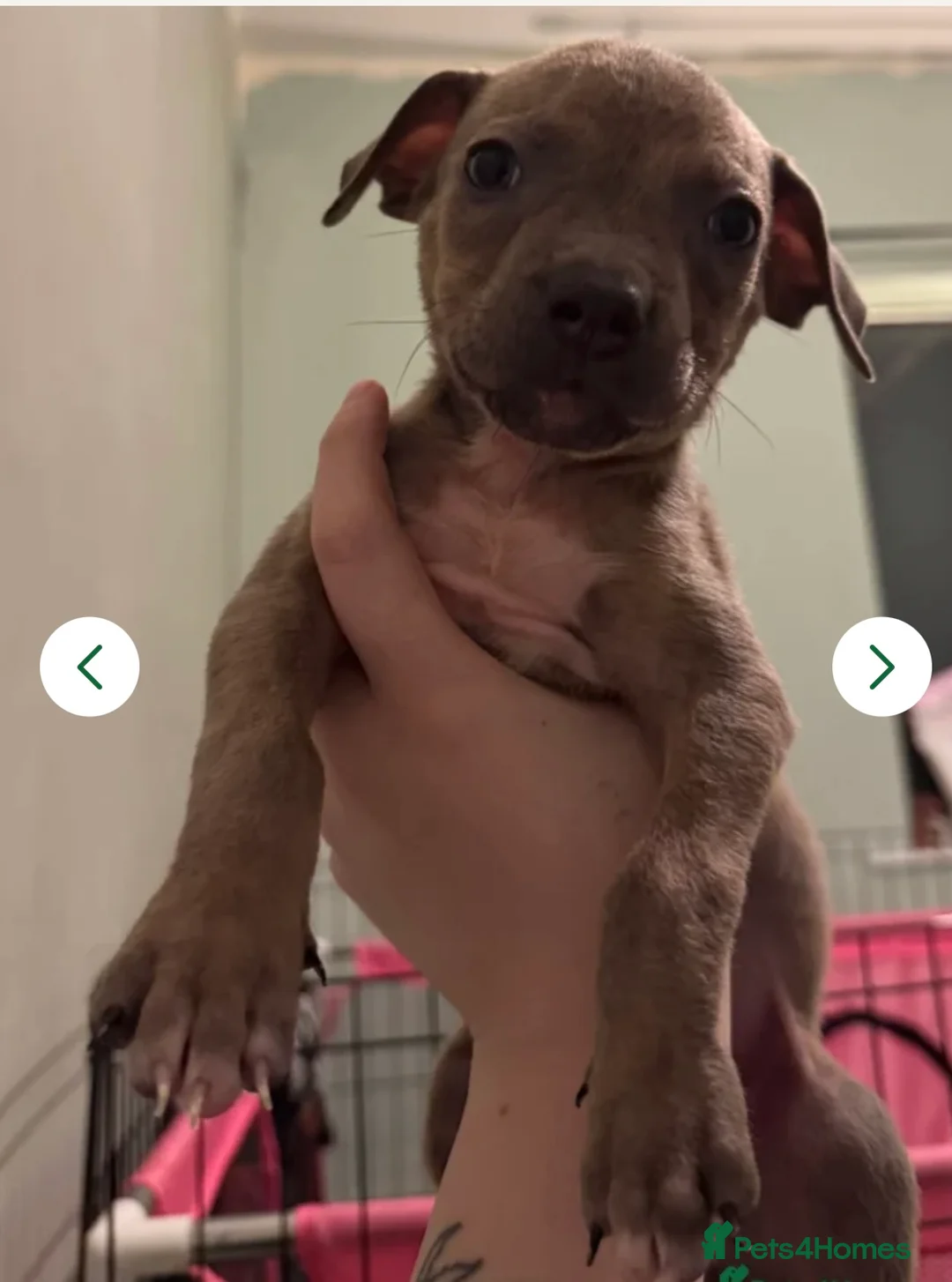 Mixed Breed dogs for sale: 2 puppies for sale - Advert 2