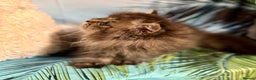 Persian cats for sale: Golden Persian chinchilla kittens  - Advert 6