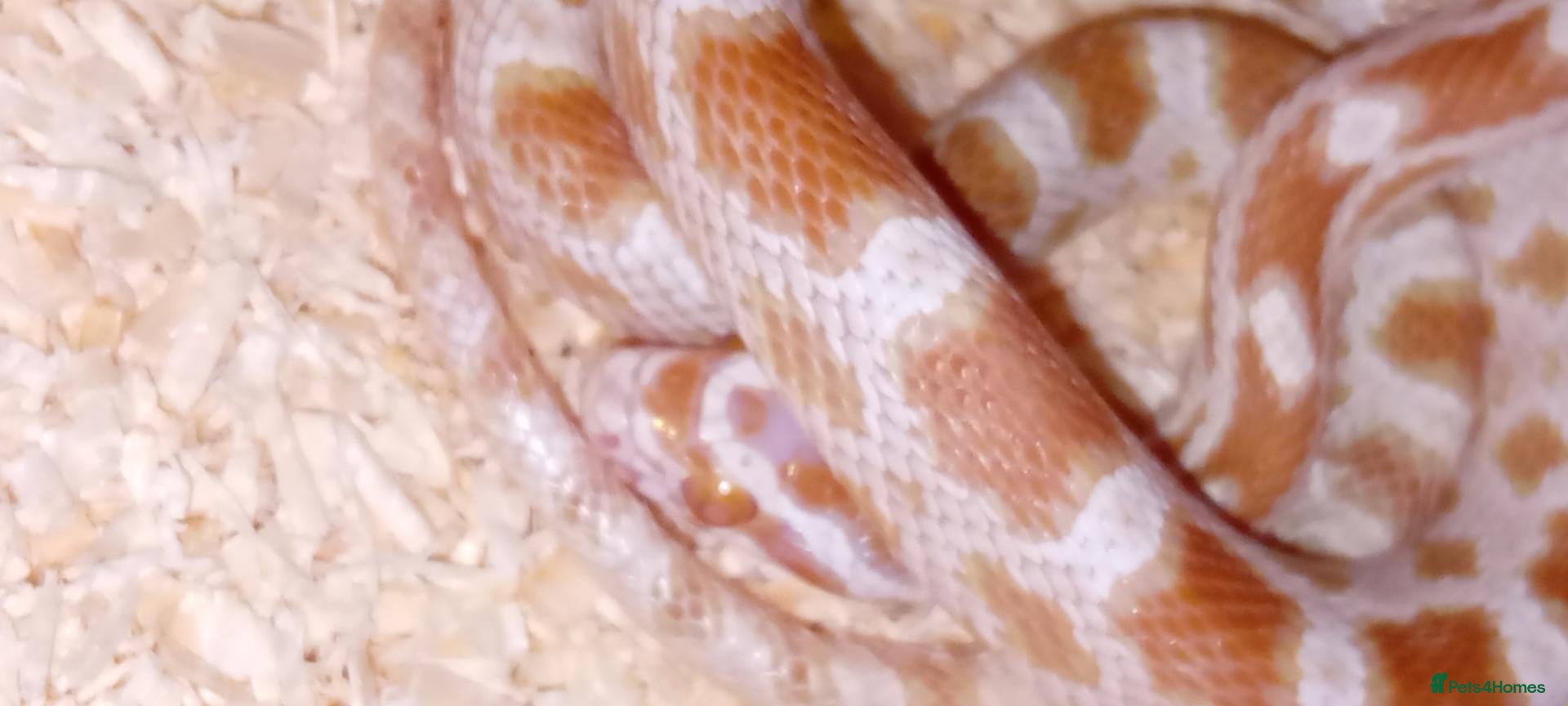 Corn Snake reptiles Baby cornsnake with vivarium and everything in it  - Advert 1