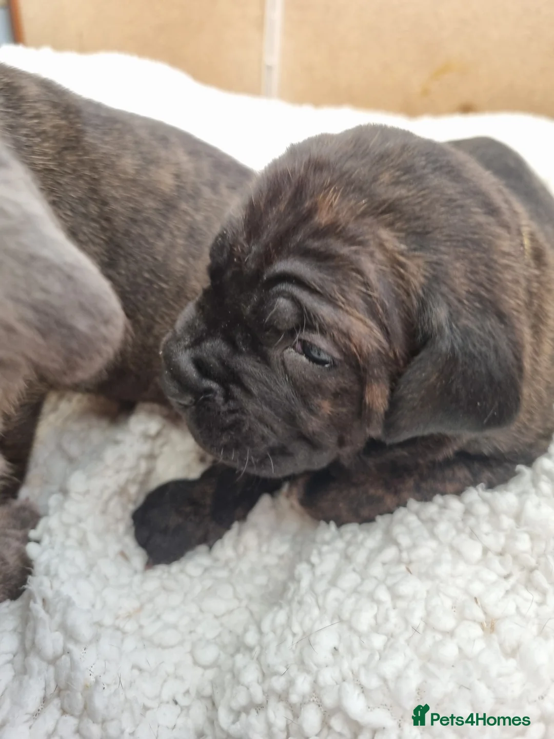 Cane Corso dogs for sale: ITALIAN CANE CORSO  - Advert 6