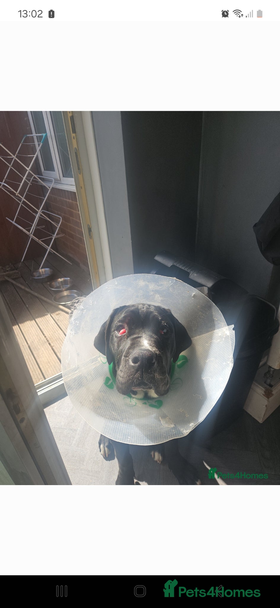 Mixed Breed dogs Cane corso - Advert 2