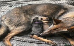 German Shepherd dogs for sale: 2 GORGEOUS MALE PUPPIES  - Image 12