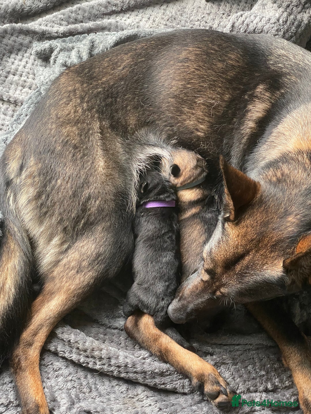 German Shepherd dogs for sale: 2 GORGEOUS MALE PUPPIES  - Image 12