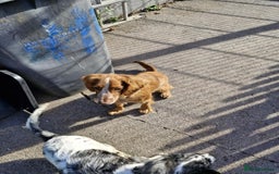 Sprocker dogs for sale: Beautiful sprocker girl  - Image 2