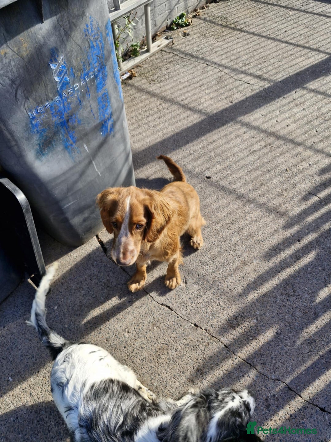 Sprocker dogs for sale: Beautiful sprocker girl  - Image 2