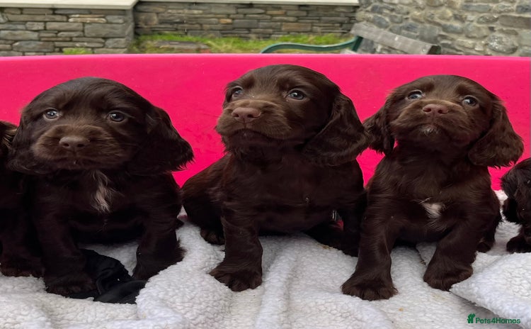 Sprocker dogs - Advert 1