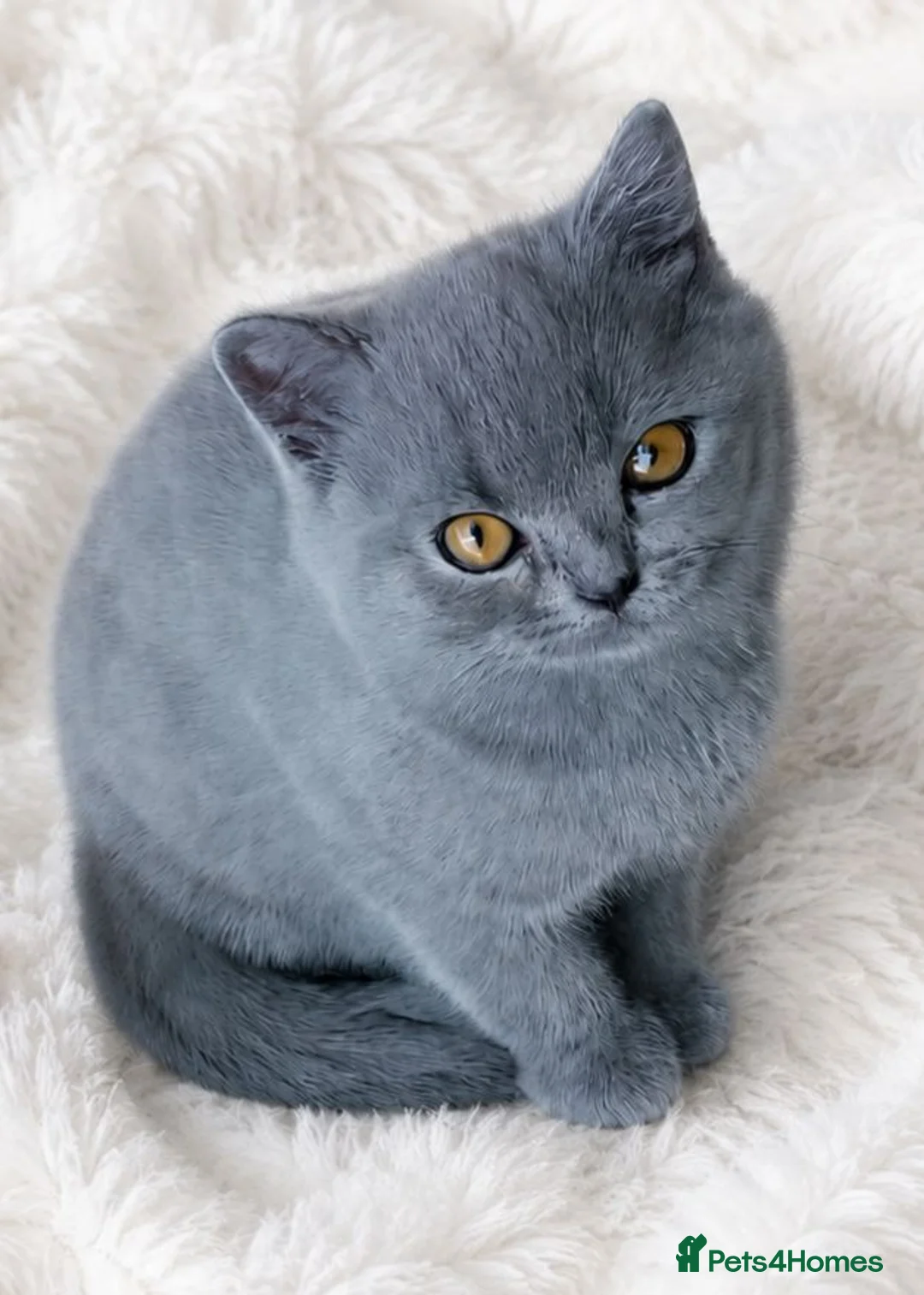 British Shorthair cats for sale: 💙GORGEOUS GCCF REGISTERED BOY💙 - Advert 1