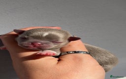 Chihuahua dogs for sale: 🩷Chihuahua puppies Thai genes🩷 - Image 13