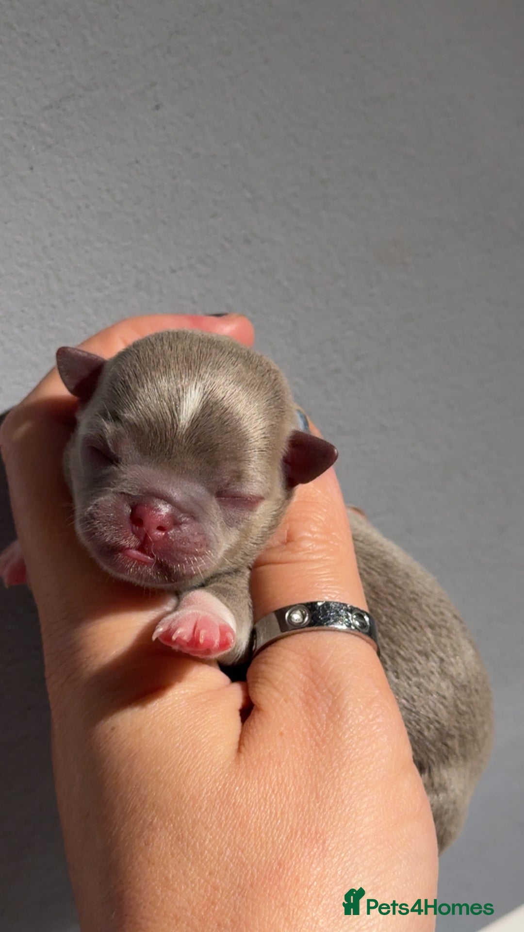 Chihuahua dogs for sale: 🩷Chihuahua puppies Thai genes🩷 - Image 13