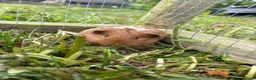 Guinea Pig rodents for sale: Baby Guinea Pigs READY NOW  - Advert 7