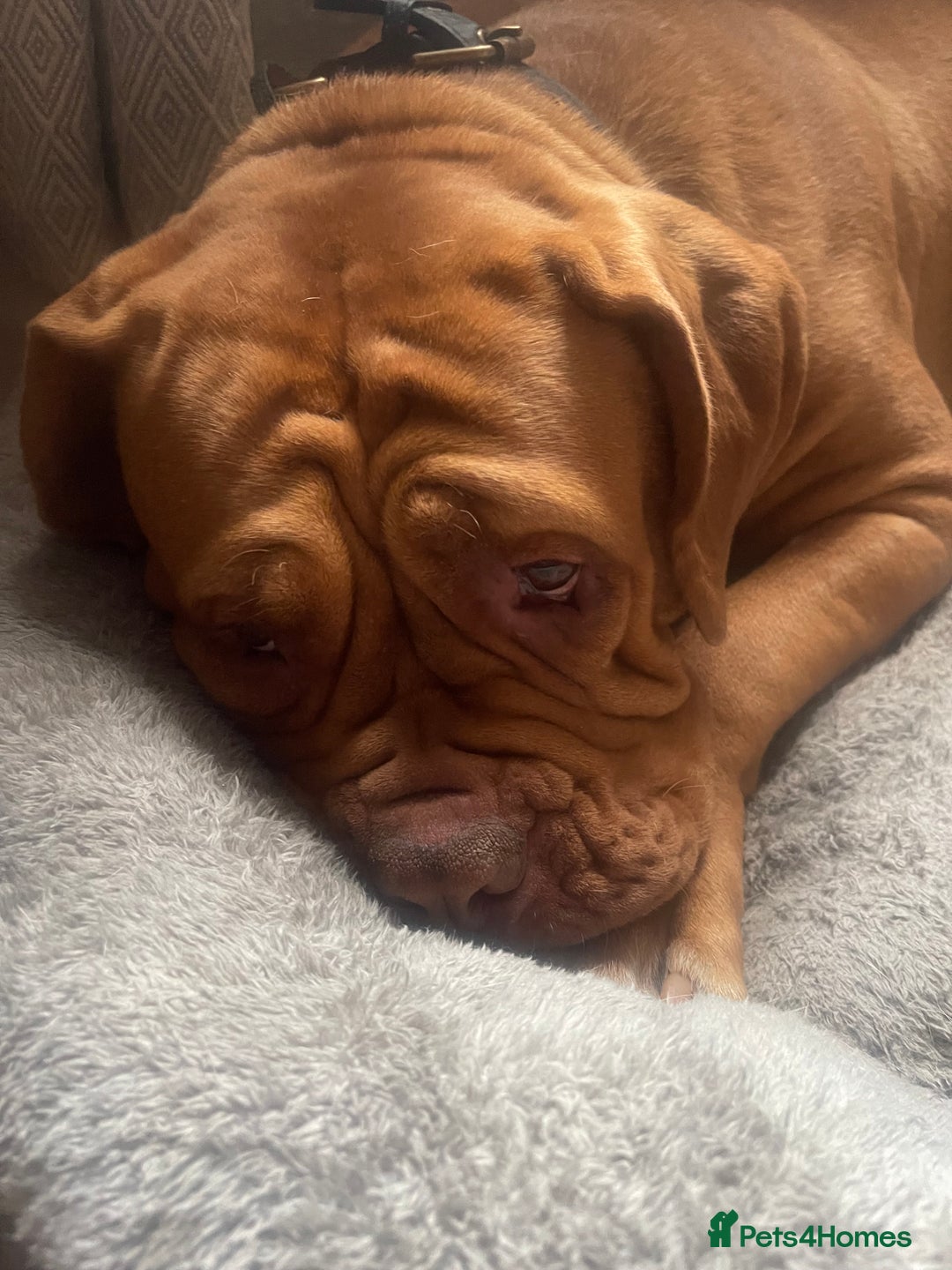 Dogue De Bordeaux dogs for sale: 4 year old Dogue du Bordeaux (French Mastiff)  - Advert 3