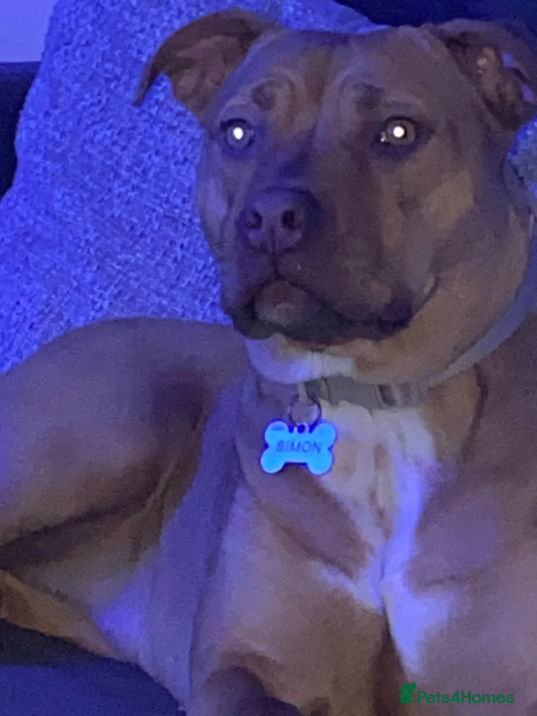 Staffordshire Bull Terrier dogs for sale: Rehoming Our Family Staffy - Advert 2