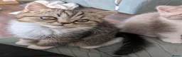 Exotic cats for sale: Beautiful exotic kittens - last beautiful boy  - Advert 16